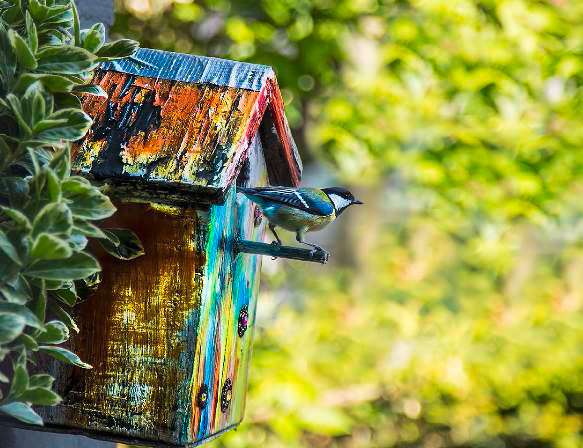 Picardie Nature - Mangeoires à oiseaux : les bonnes pratiques à adopter